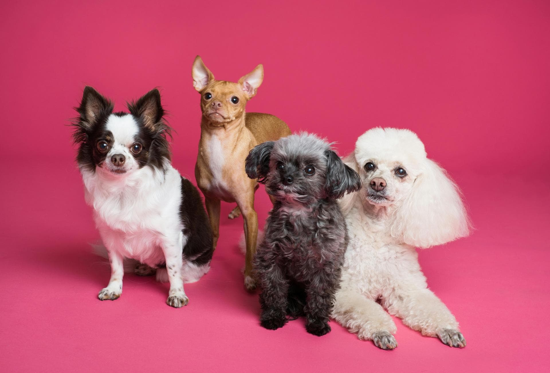 Vet Consultation Prices in Oldham