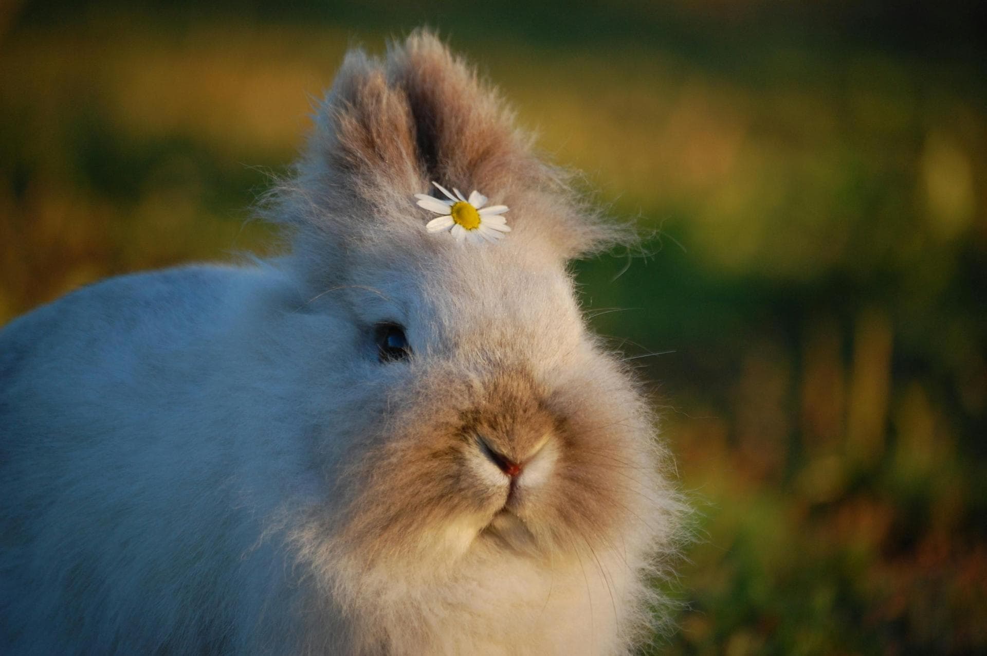 Combined Myxomatosis & VHD Vaccination Prices in Oldham