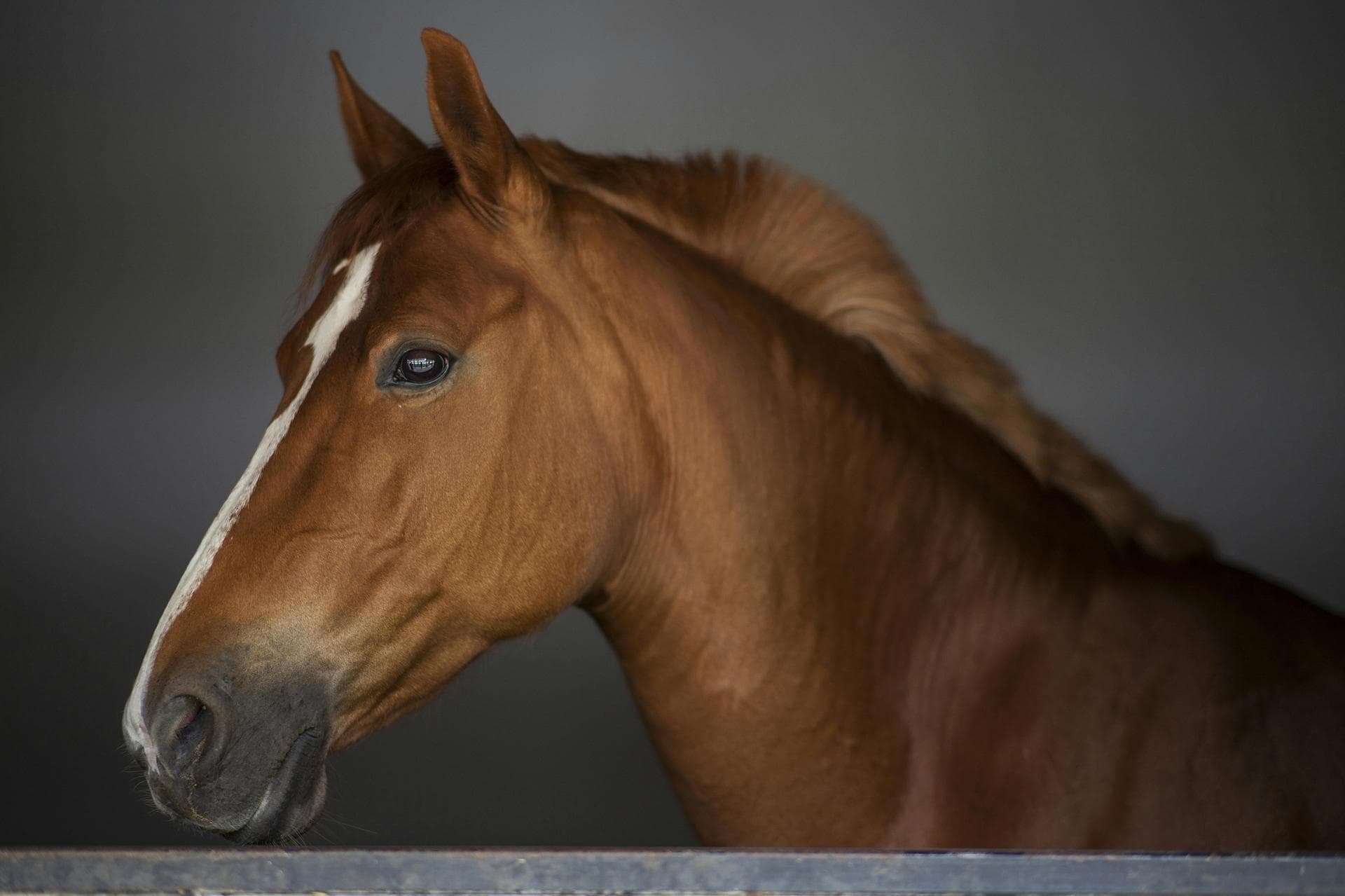 Follow-up Vet Appointment Prices in Oldham