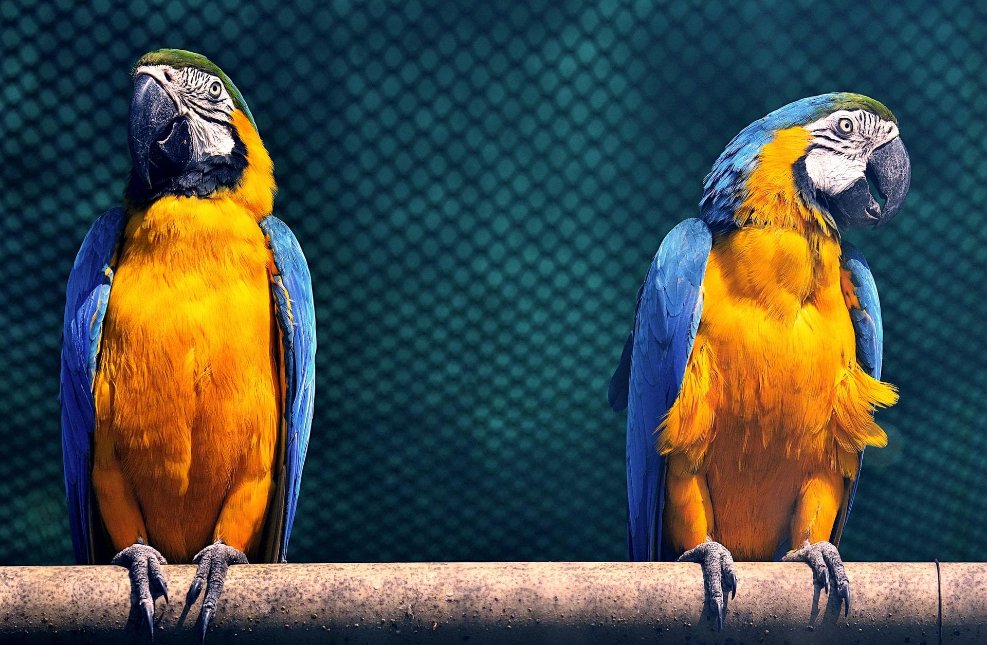 Bird Exotic Pet Consultation Prices in Oldham