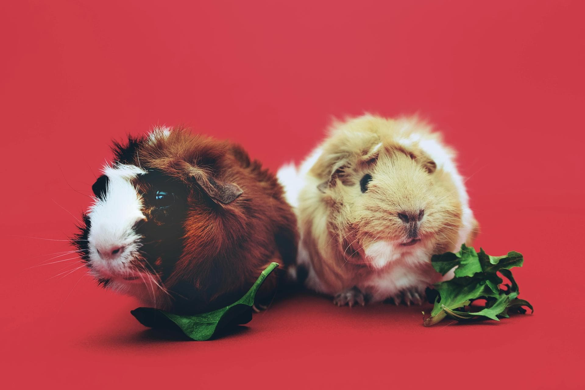 Emergency Vets in Oldham