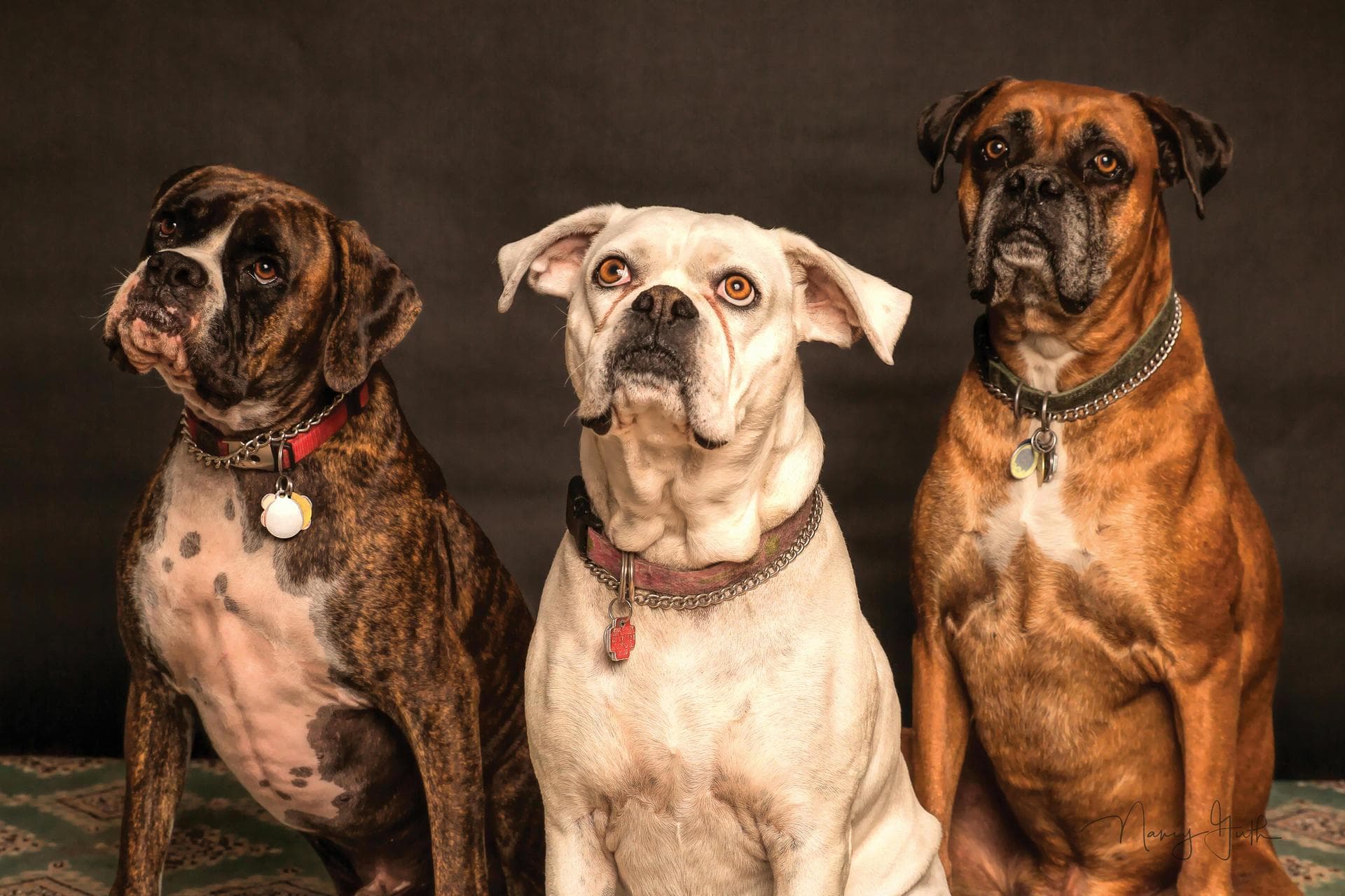 Dog Puppy Vaccinations Kennel Cough Prices in Oldham