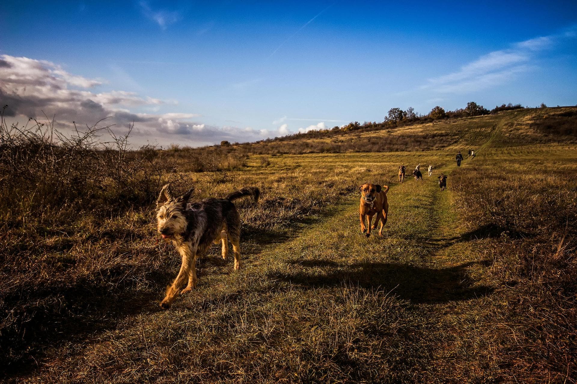 Emergency Vets in Oldham