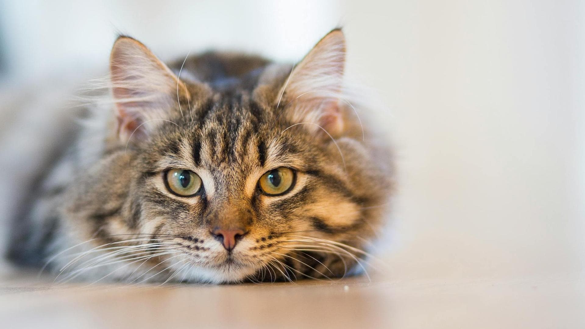Cat Kitten Vaccinations Feline Leukaemia Prices in Oldham