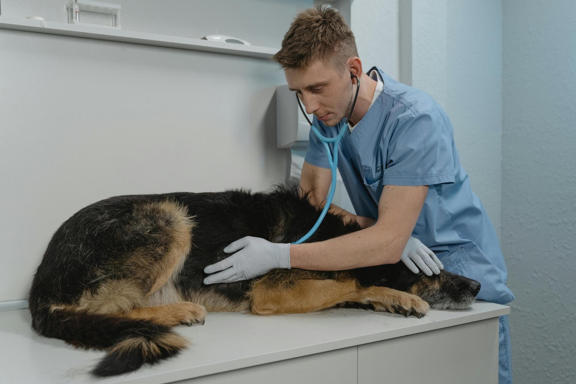 Rabbit Spay Castrate Neutering Prices in Oldham