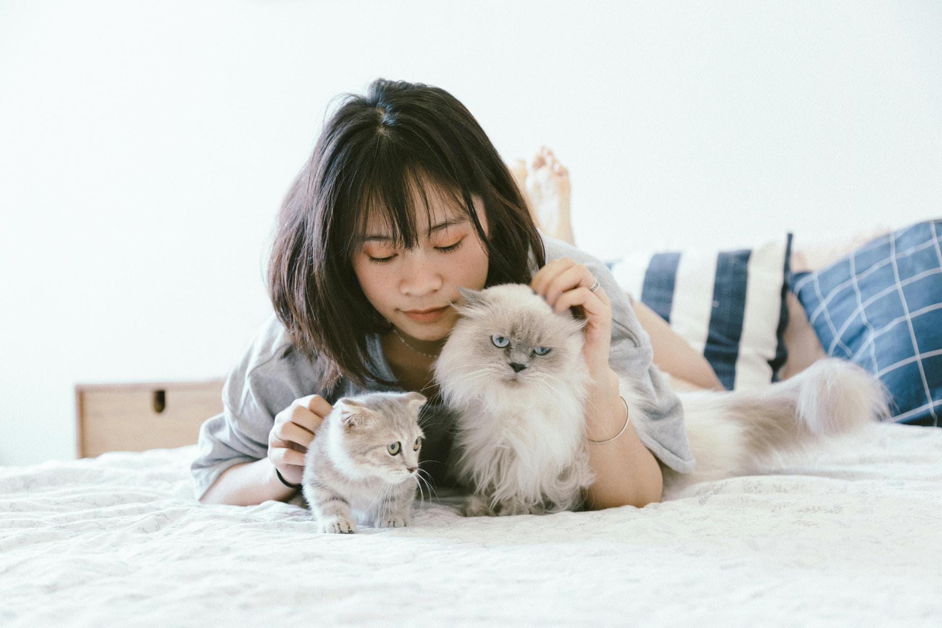 Cat Spaying Prices in Oldham